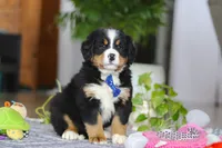 River, a male Bernese Mountain Dog for sale in Sugarcreek, OH – Photo 2 of 5