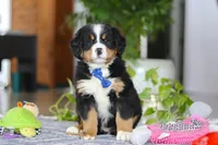 River, a male Bernese Mountain Dog for sale in Sugarcreek, OH – Photo 1 of 5