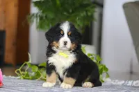 processed/b4df20f0-fb6e-40e5-ae71-1cab7d9a6bee/listing/a7821ed9-10db-4548-99f0-a3b0b8da8fe0/cc474992-8435-4917-a6e2-2041c1de1a41