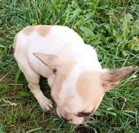 Painted Frenchton, a male Frenchton for sale in Massillon, OH – 5 of 5