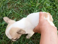 Painted Frenchton, a male Frenchton for sale in Massillon, OH – 3 of 5