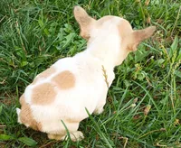 Painted Frenchton, a male Frenchton for sale in Massillon, OH – 4 of 5