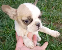 Painted Frenchton, a male Frenchton for sale in Massillon, OH – 2 of 5