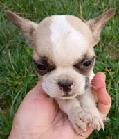 Painted Frenchton, a male Frenchton for sale in Massillon, OH – 1 of 5