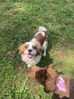 Solomon, a male Cavalier King Charles Spaniel for sale in Anderson, SC – Photo 6 of 8