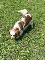 Solomon, a male Cavalier King Charles Spaniel for sale in Anderson, SC – Photo 5 of 8