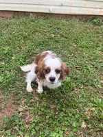 Solomon, a male Cavalier King Charles Spaniel for sale in Anderson, SC – Photo 7 of 8