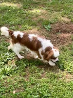 Solomon, a male Cavalier King Charles Spaniel for sale in Anderson, SC – Photo 3 of 8