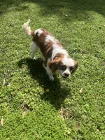 Solomon, a male Cavalier King Charles Spaniel for sale in Anderson, SC – Photo 8 of 8