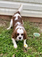 Solomon, a male Cavalier King Charles Spaniel for sale in Anderson, SC – Photo 4 of 8