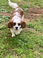 Solomon, a male Cavalier King Charles Spaniel for sale in Anderson, SC – Photo 2 of 8