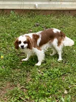 Solomon, a male Cavalier King Charles Spaniel for sale in Anderson, SC – Photo 1 of 8