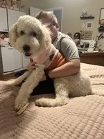 Winnie, a female Poodle - Standard  and Springer Doodle for sale in Anderson, SC – 8 of 9
