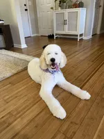 Winnie, a female Poodle - Standard  and Springer Doodle for sale in Anderson, SC – 9 of 9
