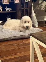Winnie, a female Poodle - Standard  and Springer Doodle for sale in Anderson, SC – 6 of 9