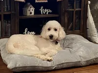 Winnie, a female Poodle - Standard  and Springer Doodle for sale in Anderson, SC – 4 of 9