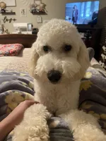 Winnie, a female Poodle - Standard  and Springer Doodle for sale in Anderson, SC – 7 of 9
