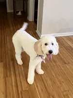 Winnie, a female Poodle - Standard  and Springer Doodle for sale in Anderson, SC – 3 of 9