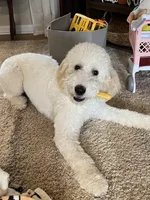 Winnie, a female Poodle - Standard  and Springer Doodle for sale in Anderson, SC – 2 of 9