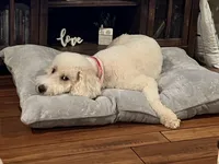 Winnie, a female Poodle - Standard  and Springer Doodle for sale in Anderson, SC – 5 of 9