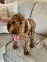 Sadie, a female Poodle - Miniature  for sale in Anderson, SC – Photo 4 of 8