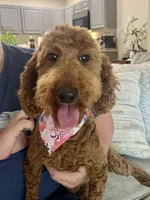 Sadie, a female Poodle - Miniature  for sale in Anderson, SC – Photo 3 of 8