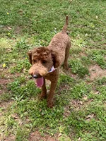 Sadie, a female Poodle - Miniature  for sale in Anderson, SC – Photo 8 of 8