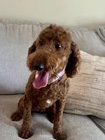 Sadie, a female Poodle - Miniature  for sale in Anderson, SC – Photo 1 of 8