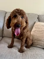 Sadie, a female Poodle - Miniature  for sale in Anderson, SC – Photo 6 of 8