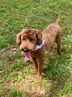 Sadie, a female Poodle - Miniature  for sale in Anderson, SC – Photo 7 of 8