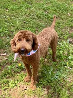 Sadie, a female Poodle - Miniature  for sale in Anderson, SC – Photo 2 of 8