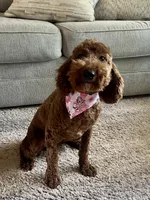 Sadie, a female Poodle - Miniature  for sale in Anderson, SC – Photo 5 of 8