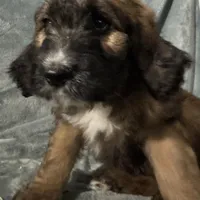 Daisy, a female Saint Berdoodle for sale in Three Rivers, CA – Photo 2 of 6