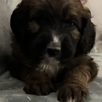 Daisy, a female Saint Berdoodle for sale in Three Rivers, CA – Photo 5 of 6