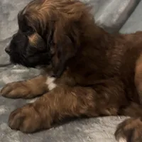 Daisy, a female Saint Berdoodle for sale in Three Rivers, CA – Photo 3 of 6