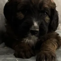 Daisy, a female Saint Berdoodle for sale in Three Rivers, CA – Photo 4 of 6