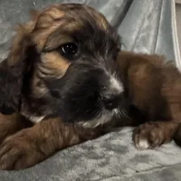 Daisy, a female Saint Berdoodle for sale in Three Rivers, CA – Photo 1 of 6