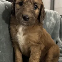 Queen, a female Saint Berdoodle for sale in Three Rivers, CA – Photo 3 of 5