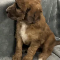 Queen, a female Saint Berdoodle for sale in Three Rivers, CA – Photo 4 of 5