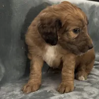 Queen, a female Saint Berdoodle for sale in Three Rivers, CA – Photo 5 of 5