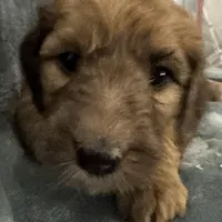 Queen, a female Saint Berdoodle for sale in Three Rivers, CA – Photo 1 of 5