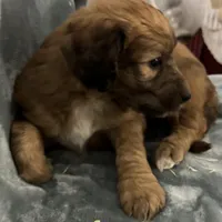 Queen, a female Saint Berdoodle for sale in Three Rivers, CA – Photo 2 of 5