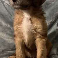 Duchess, a female Saint Berdoodle for sale in Three Rivers, CA – Photo 2 of 2