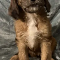 Duchess, a female Saint Berdoodle for sale in Three Rivers, CA – Photo 1 of 2