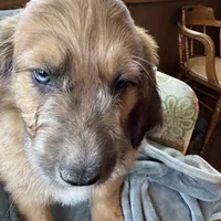 Pork-chop, a male Saint Berdoodle for sale in Three Rivers, CA – Photo 4 of 10