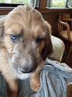 Pork-chop, a male Saint Berdoodle for sale in Three Rivers, CA – Photo 4 of 10