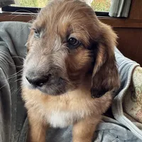 Pork-chop, a male Saint Berdoodle for sale in Three Rivers, CA – Photo 3 of 10