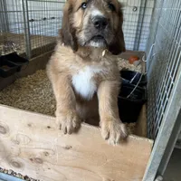 Pork-chop, a male Saint Berdoodle for sale in Three Rivers, CA – Photo 10 of 10