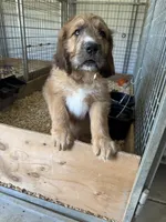 Pork-chop, a male Saint Berdoodle for sale in Three Rivers, CA – Photo 10 of 10