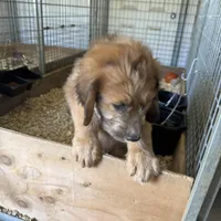 Pork-chop, a male Saint Berdoodle for sale in Three Rivers, CA – Photo 8 of 10